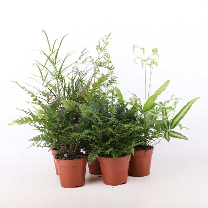 Paprocie MIX (Pteris multifida, Pteris ensiformis, Orliczka kreteńska, Didymochlaena truncatula, Athyrium otophorum)