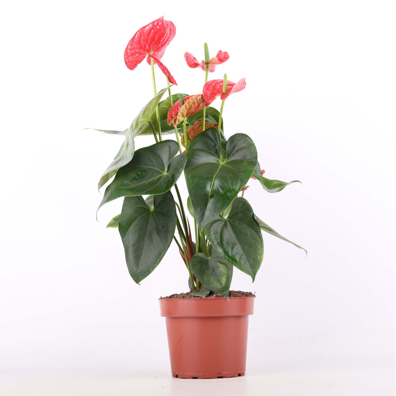 Anturium Andrego (Anthurium andraeanum)