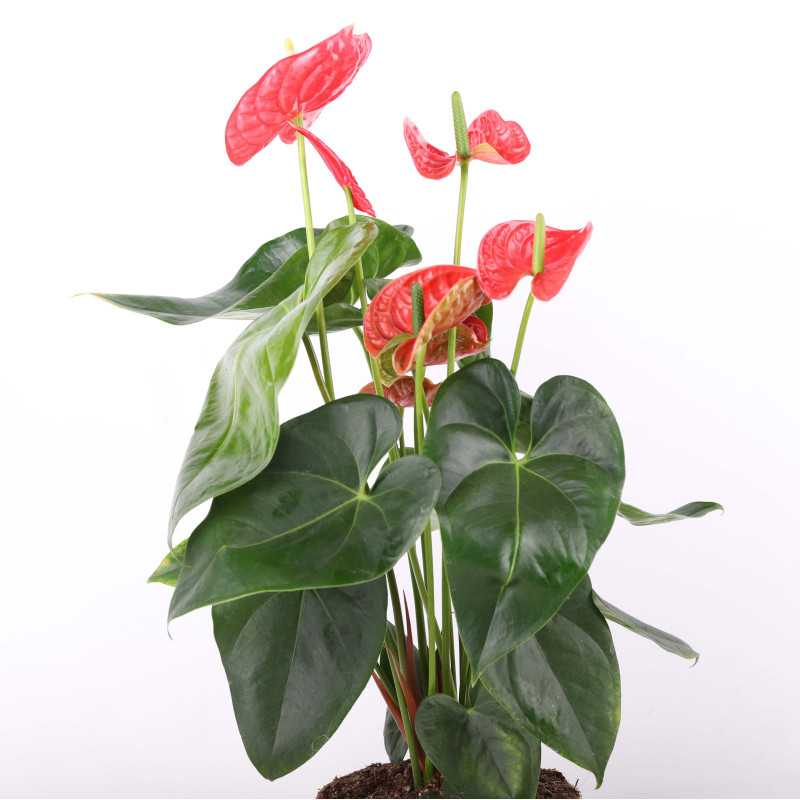 Anturium Andrego (Anthurium andraeanum)