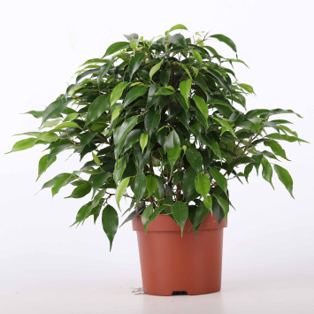 Fikus Kinky (Ficus benjamina) - śr.donicy: 12 cm