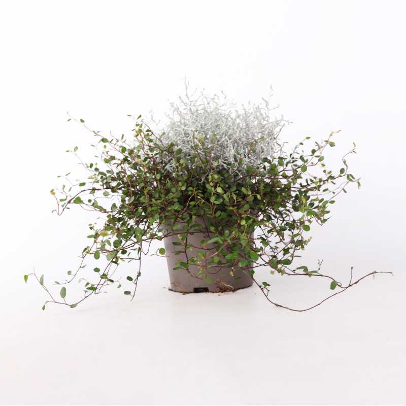 Mulenbekia gęsta (Muehlenbeckia complexa) - średnica: 13 cm