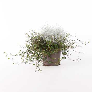 Mulenbekia gęsta (Muehlenbeckia complexa) - średnica: 13 cm