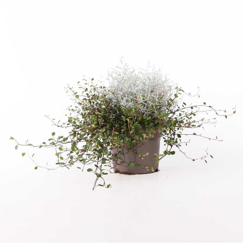 Mulenbekia gęsta (Muehlenbeckia complexa) - średnica: 13 cm Mulenbekia gęsta (Muehlenbeckia complexa) - średnica: 13 cm
