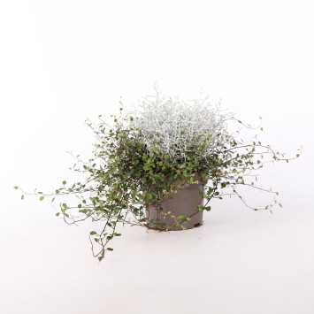 Mulenbekia gęsta (Muehlenbeckia complexa) - średnica: 13 cm