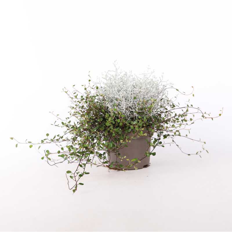Mulenbekia gęsta (Muehlenbeckia complexa) - średnica: 13 cm Mulenbekia gęsta (Muehlenbeckia complexa) - średnica: 13 cm