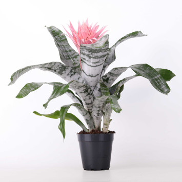 Echmea wstęgowata (Aechmea fasciata) - śr. donicy: 16 cm