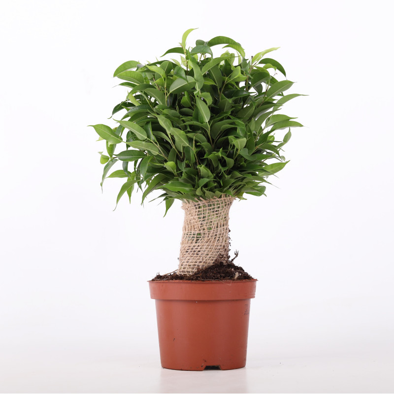 Fikus benjamina (Ficus benjamina) - śr. donicy: 12 cm