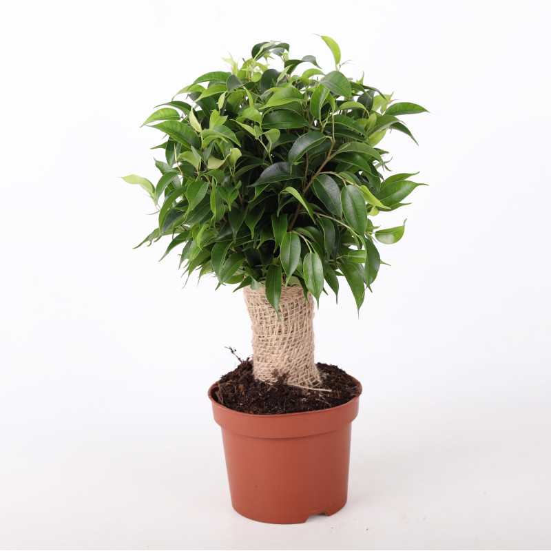 Fikus benjamina (Ficus benjamina) - śr. donicy: 12 cm