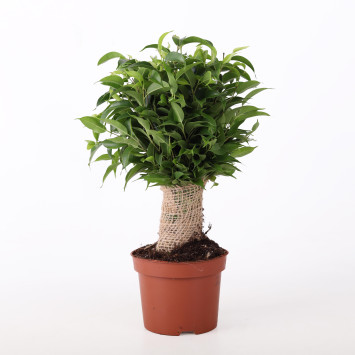 Fikus benjamina (Ficus benjamina) - śr. donicy: 12 cm