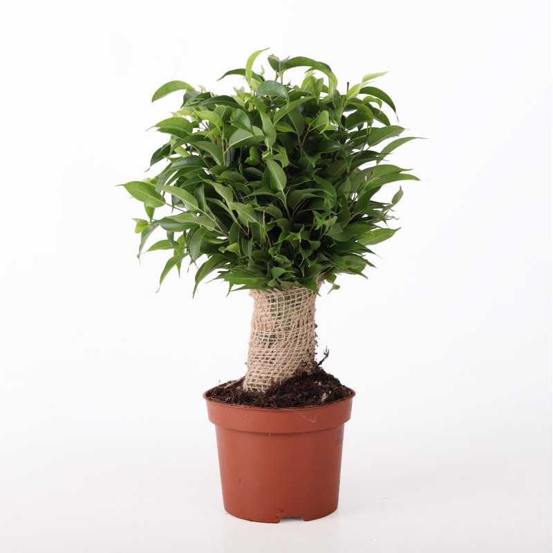 Fikus benjamina (Ficus benjamina) - śr. donicy: 12 cm