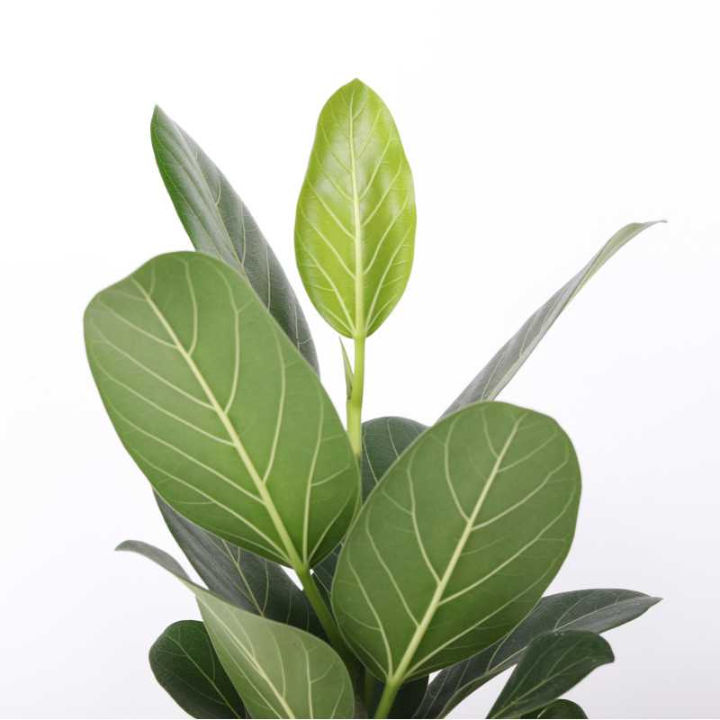 Figowiec bengalski (Ficus benghalensis)