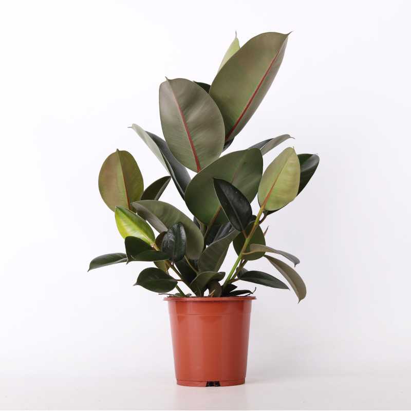 Figowiec sprężysty (Ficus elastica) - śr. donicy: 17 cm