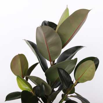 Figowiec sprężysty (Ficus elastica) - śr. donicy: 17 cm