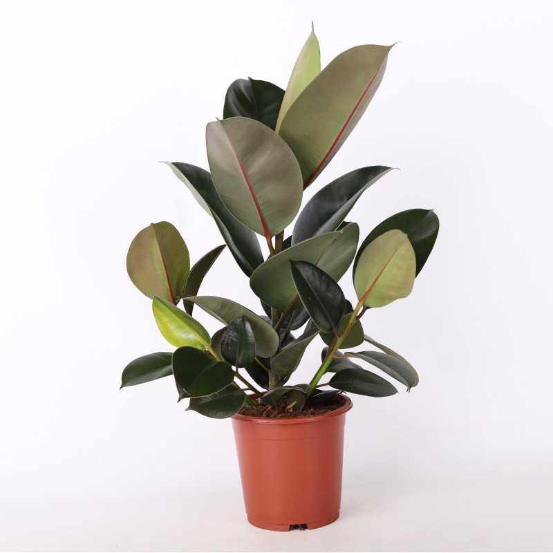 Figowiec sprężysty (Ficus elastica) - śr. donicy: 17 cm