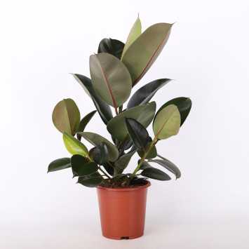 Figowiec sprężysty (Ficus elastica) - śr. donicy: 17 cm