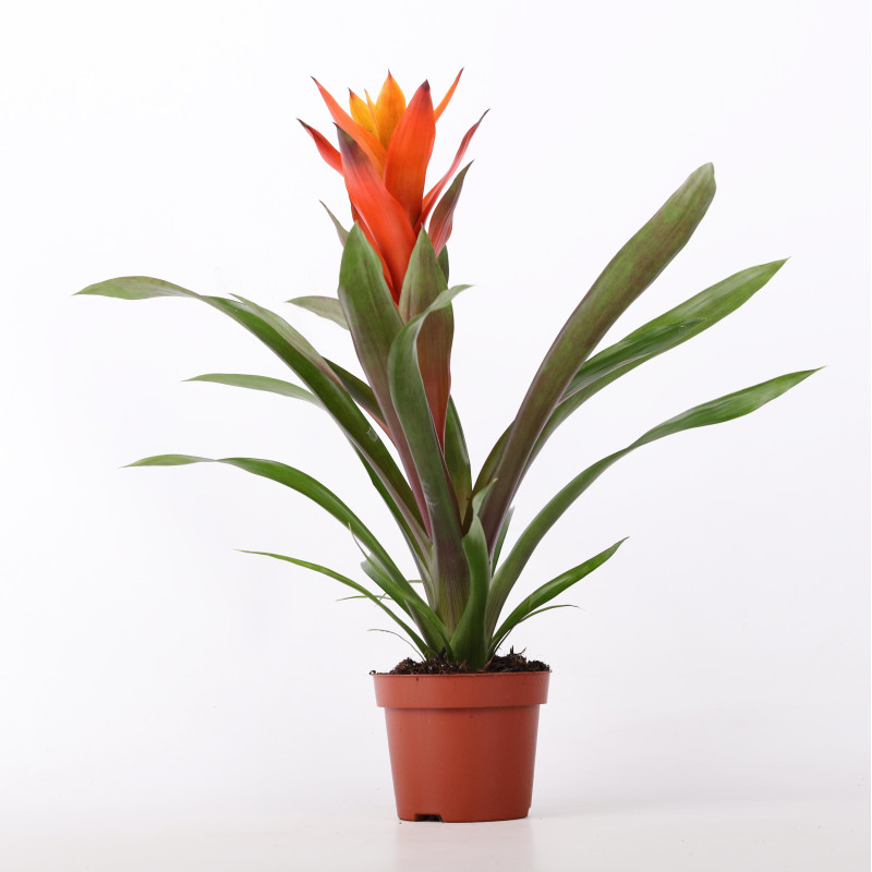 Guzmania lingulata - czerwona -  śr. donicy: 12 cm