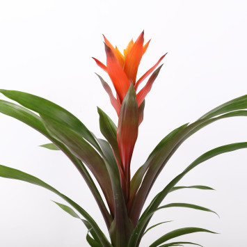 Guzmania lingulata - czerwona -  śr. donicy: 12 cm