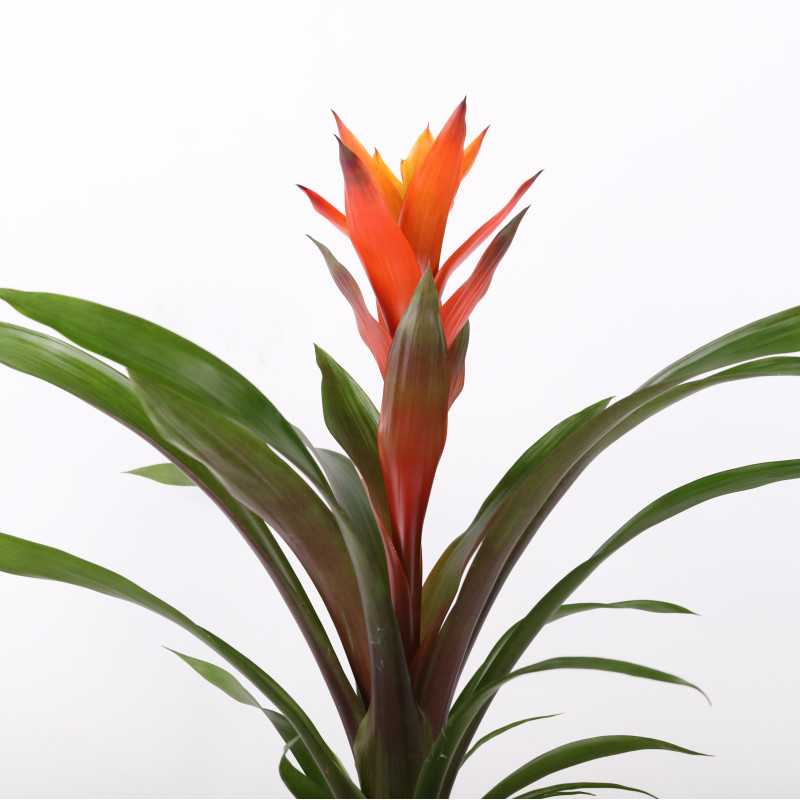 Guzmania lingulata - czerwona - śr. donicy: 12 cm Guzmania lingulata - czerwona - śr. donicy: 12 cm