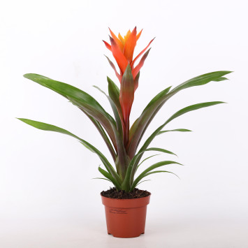 Guzmania lingulata - czerwona -  śr. donicy: 12 cm