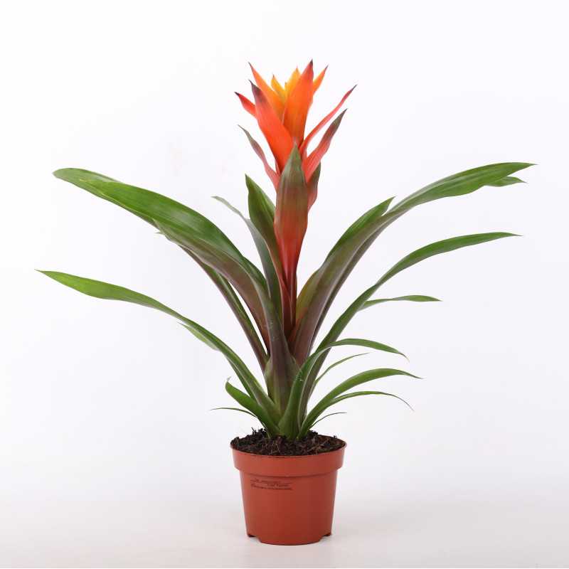 Guzmania lingulata - czerwona - śr. donicy: 12 cm Guzmania lingulata - czerwona - śr. donicy: 12 cm