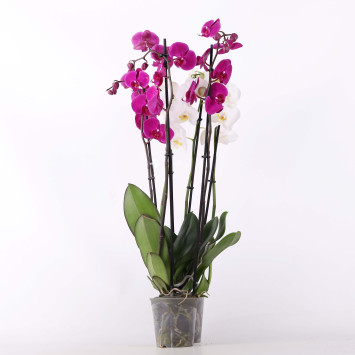 Phalaenopsis - storczyk trzypędowy - mix