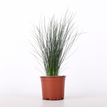 Sit siny (Juncus inflexus) - śr. donicy: 11 cm