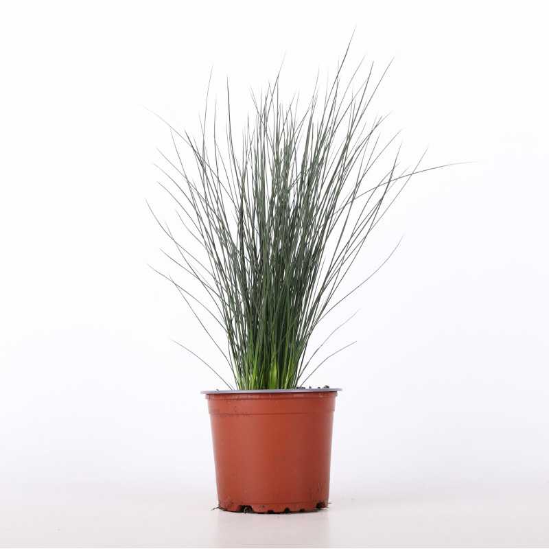 Sit siny (Juncus inflexus) - śr. donicy: 11 cm