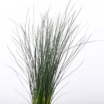 Sit siny (Juncus inflexus) - śr. donicy: 11 cm