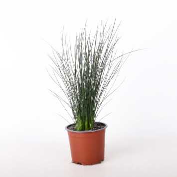 Sit siny (Juncus inflexus) - śr. donicy: 11 cm