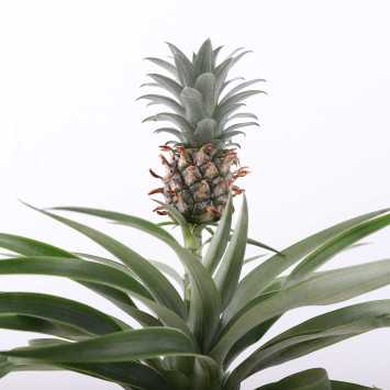 Ananas jadalny (Ananas comosus) 