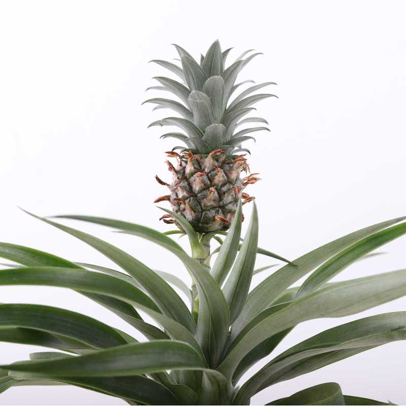 Ananas jadalny (Ananas comosus) 