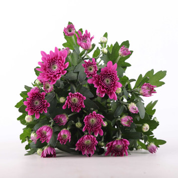 Chryzantema MIX (Chrysanthemum) - śr.donicy.: 12 cm