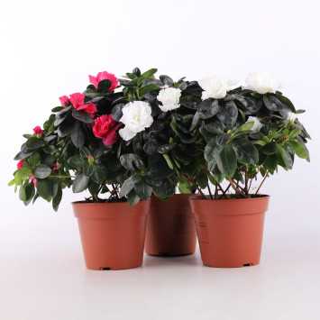 Azalia MIX- 16 cm