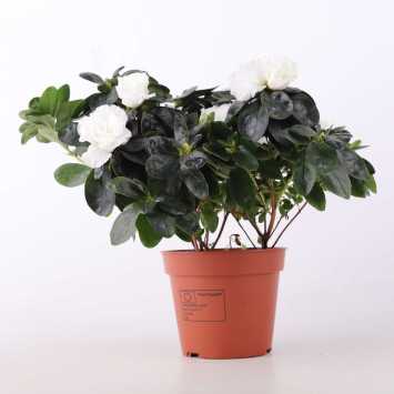 Azalia MIX- 16 cm