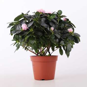 Azalia MIX- 16 cm