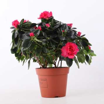 Azalia MIX- 16 cm