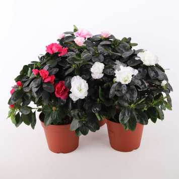 Azalia MIX- 16 cm
