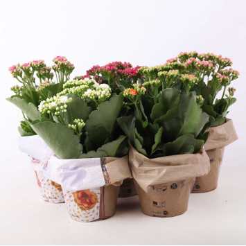 Kalanchoe blossfeldiana (Żyworódka) MIX - śr. 12 cm