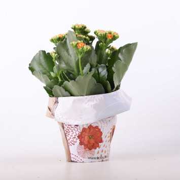 Kalanchoe blossfeldiana (Żyworódka) MIX - śr. 12 cm