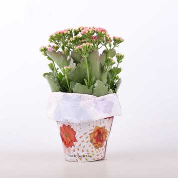 Kalanchoe blossfeldiana (Żyworódka) MIX - śr. 12 cm