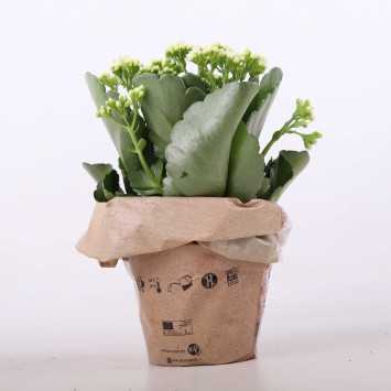 Kalanchoe blossfeldiana (Żyworódka) MIX - śr. 12 cm