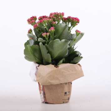 Kalanchoe blossfeldiana (Żyworódka) MIX - śr. 12 cm