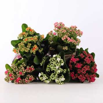 Kalanchoe blossfeldiana (Żyworódka) MIX - śr. 12 cm