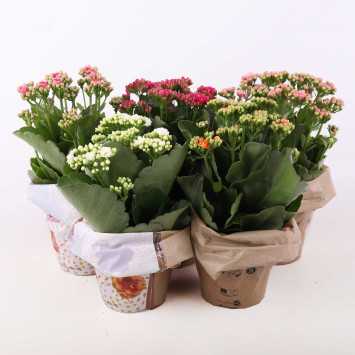 Kalanchoe blossfeldiana (Żyworódka) MIX - śr. 12 cm