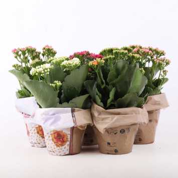 Kalanchoe blossfeldiana (Żyworódka) MIX - śr. 12 cm