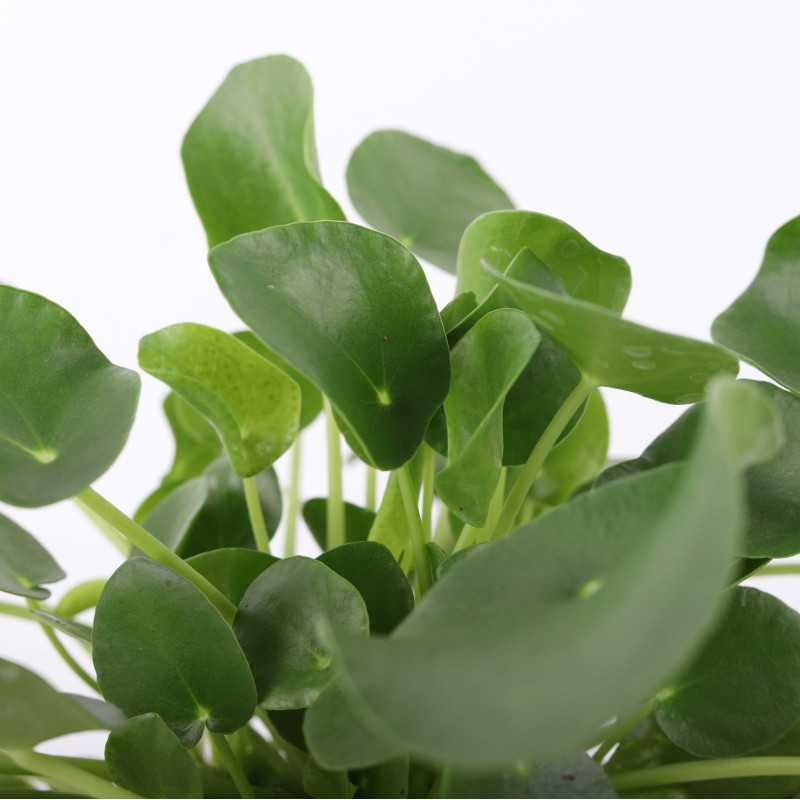 Pilea peperomiowata Pilea peperomiowata