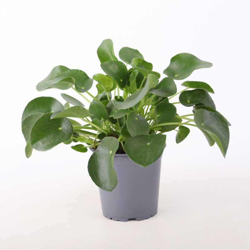 Pilea peperomiowata Pilea peperomiowata