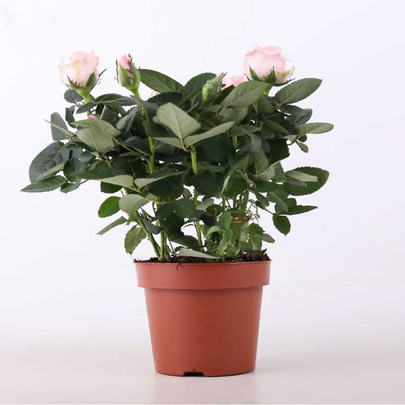 Róża pnąca (Rosa abietina Gren. ex Christ) - śr.donicy: 12 cm