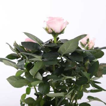 Róża pnąca (Rosa abietina Gren. ex Christ) - śr.donicy: 12 cm