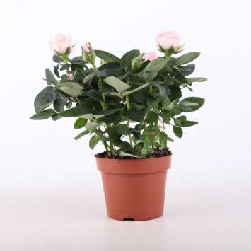 Róża pnąca (Rosa abietina Gren. ex Christ) - śr.donicy: 12 cm